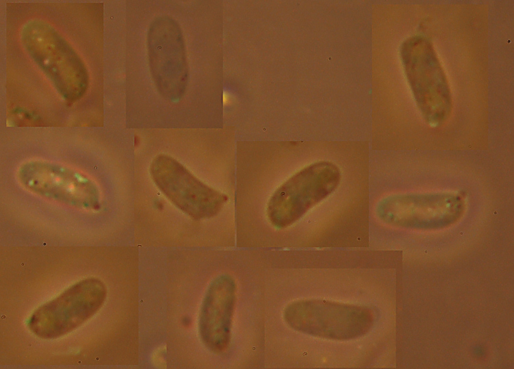 Stereum? (Stereum gausapatum)